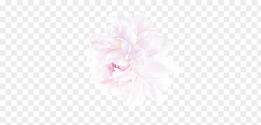 Pink Peony Flowers PNG peony flowers clipart PNG