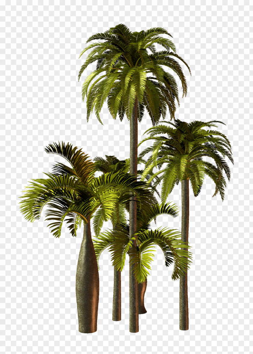 Plants Asian Palmyra Palm Trees Flowerpot PNG