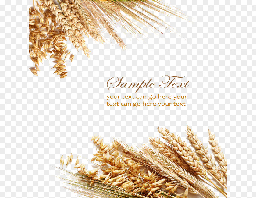 Textured Wheat Elements Berry Cereal Grain Ear PNG