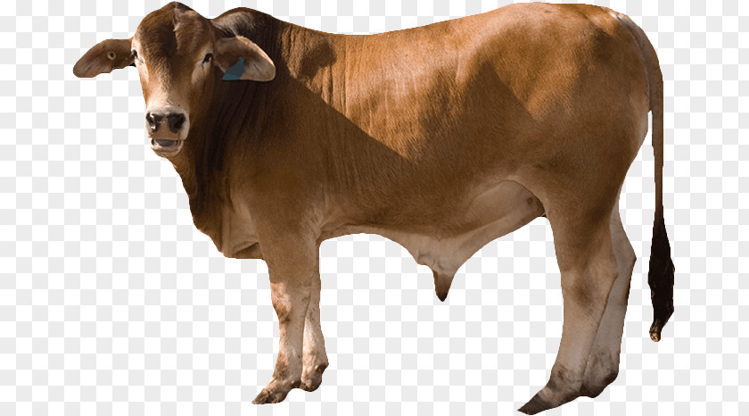 Cattle Feed Ox Calf Livestock PNG