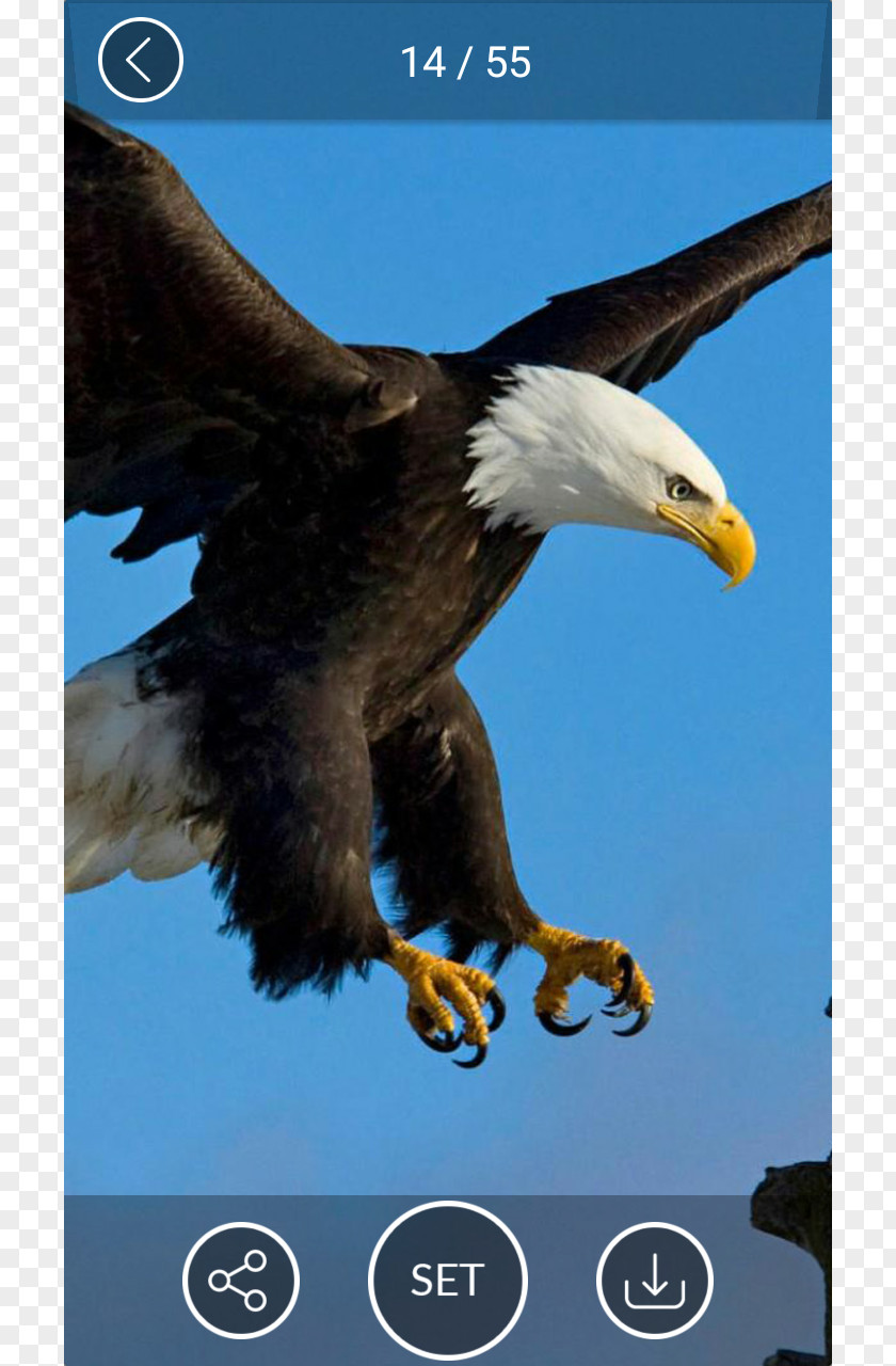 Eagle IPhone 6 Plus 6s 5s Bald Desktop Wallpaper PNG
