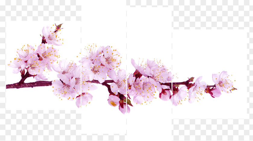 Flower Blossom Stock Photography Stock.xchng PNG