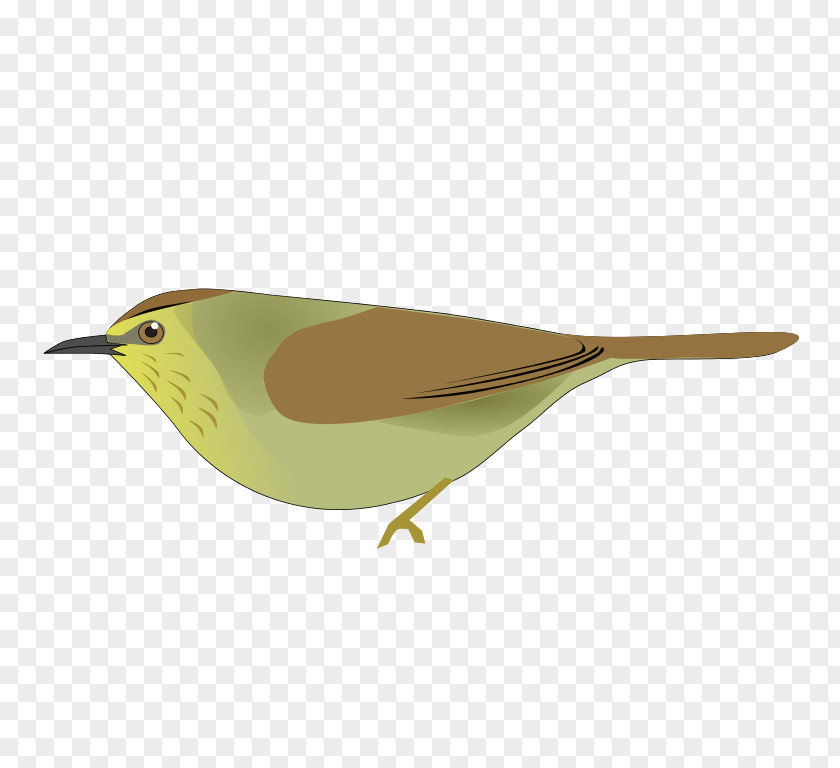 Ul Handbook Of The Birds World Passerine Grey-cheeked Tit-babbler Macronus Gularis PNG