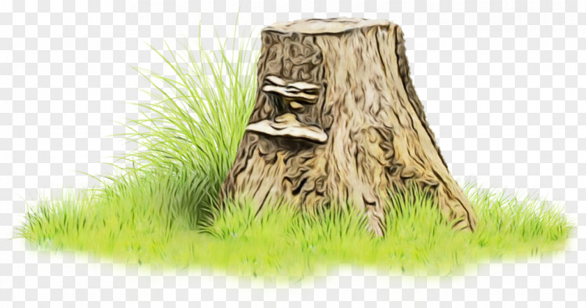 Wood Plant Tree Stump PNG