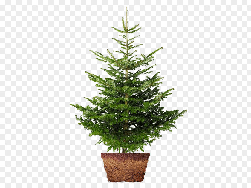 Christmas Tree Nordmann Fir Norway Spruce Day Image PNG