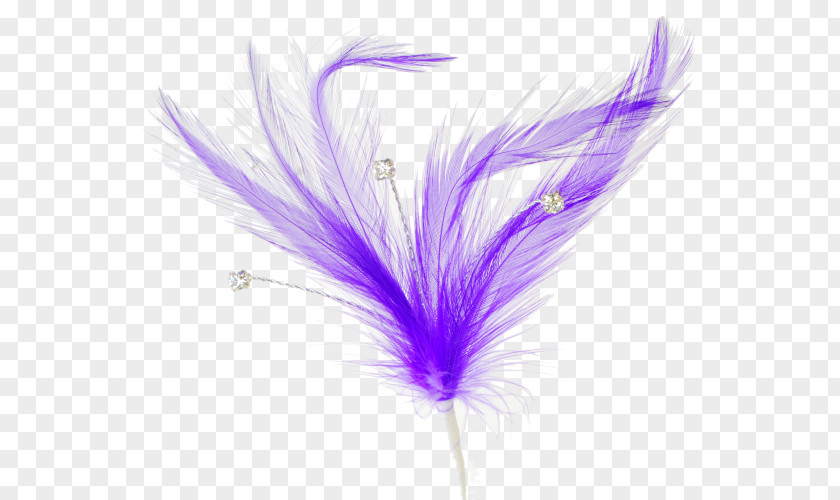 Feather Quill Clip Art PNG