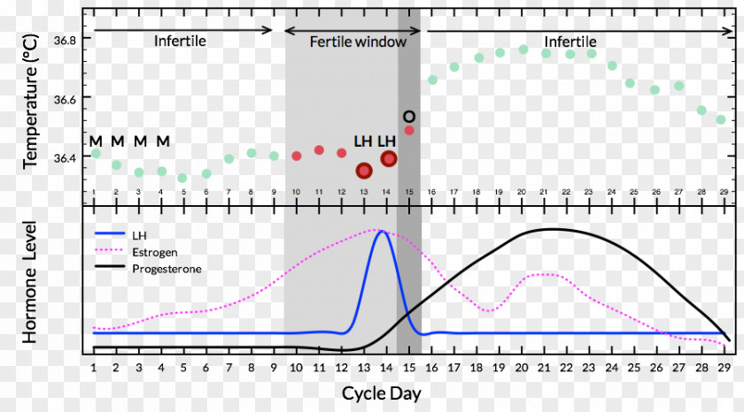 Lh Menstrual Cycle Basal Body Temperature Menstruation Natural Cycles Document PNG