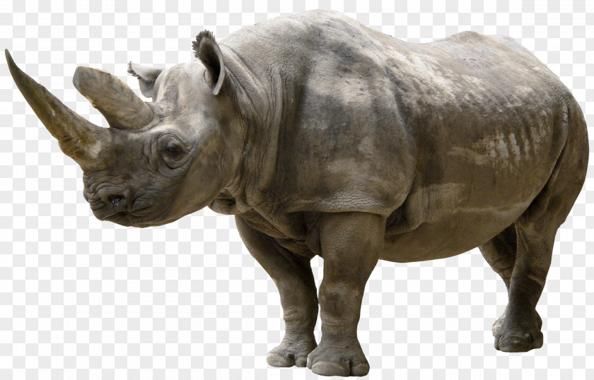 Rhinoceros White Clip Art PNG