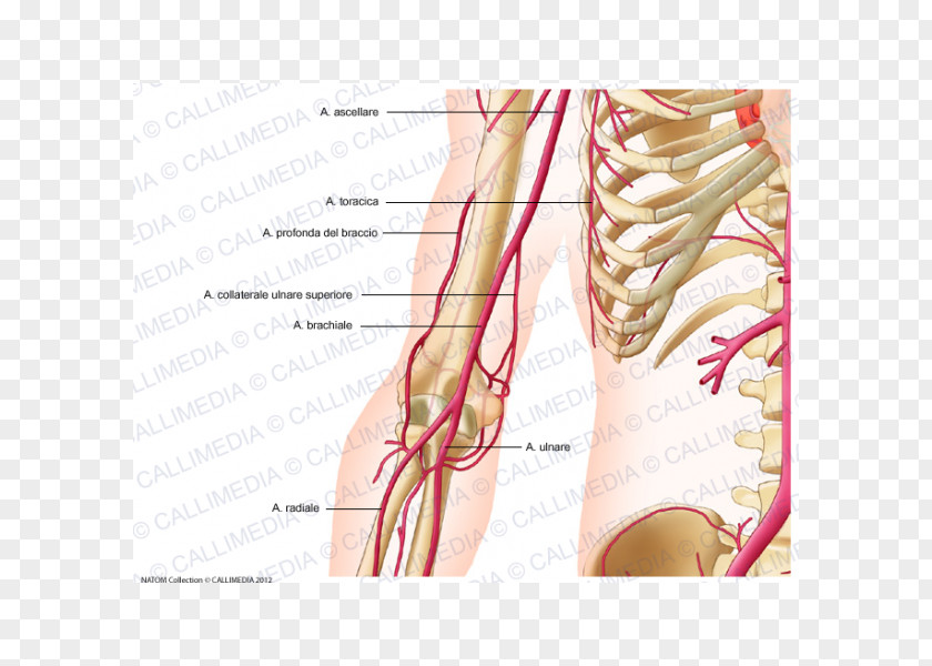Arm Thumb Shoulder Deep Artery Of Brachial PNG