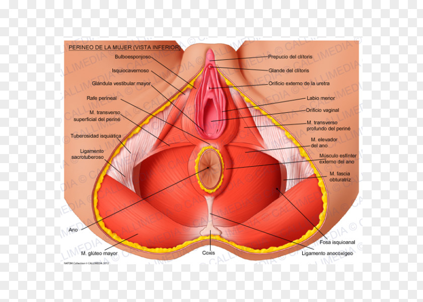 Atom Perineum Anatomy Human Body Muscle Pelvis PNG