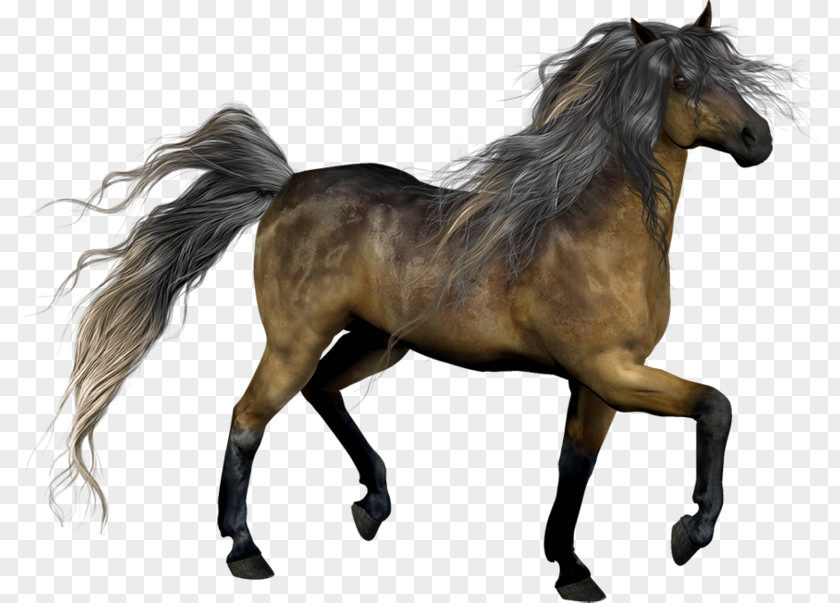 Hand-painted Horse Run Mustang Stallion Pony Mane Mare PNG