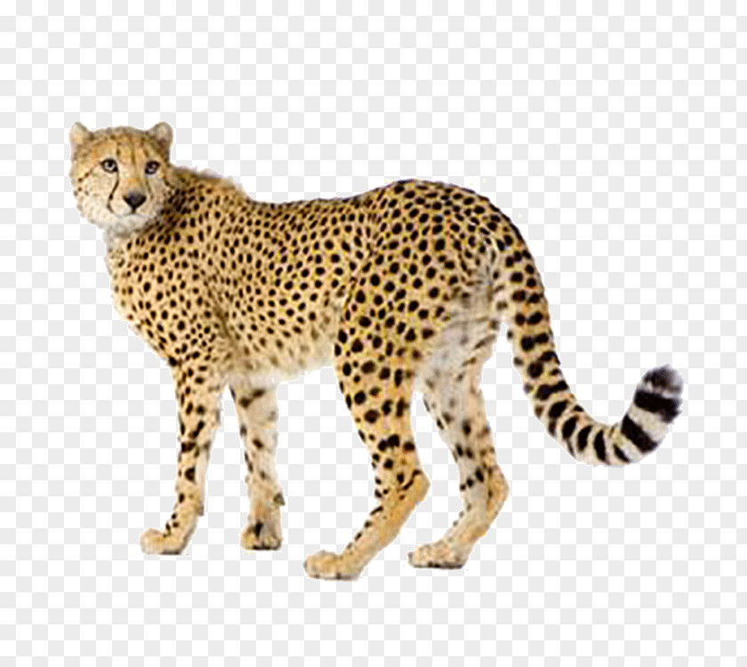 Two Thousand And Seventeen Cheetah Felidae Lion Stock Photography PNG