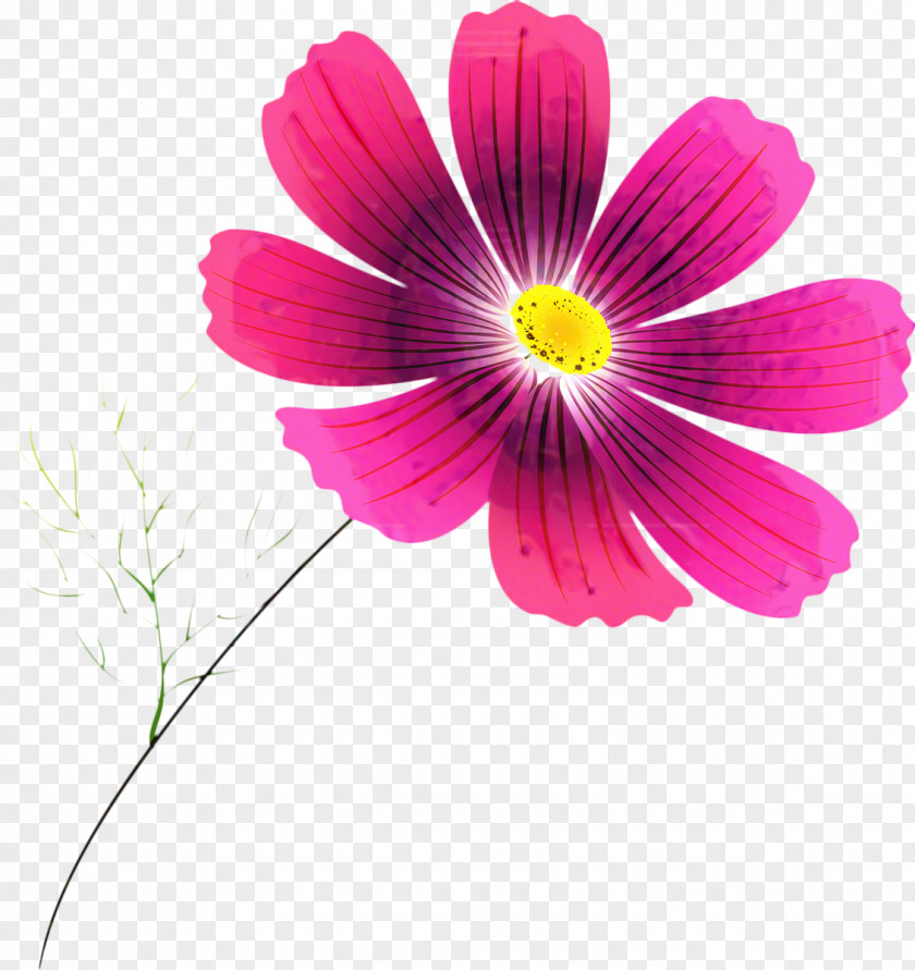 Asterales Perennial Plant Pink Flower Cartoon PNG