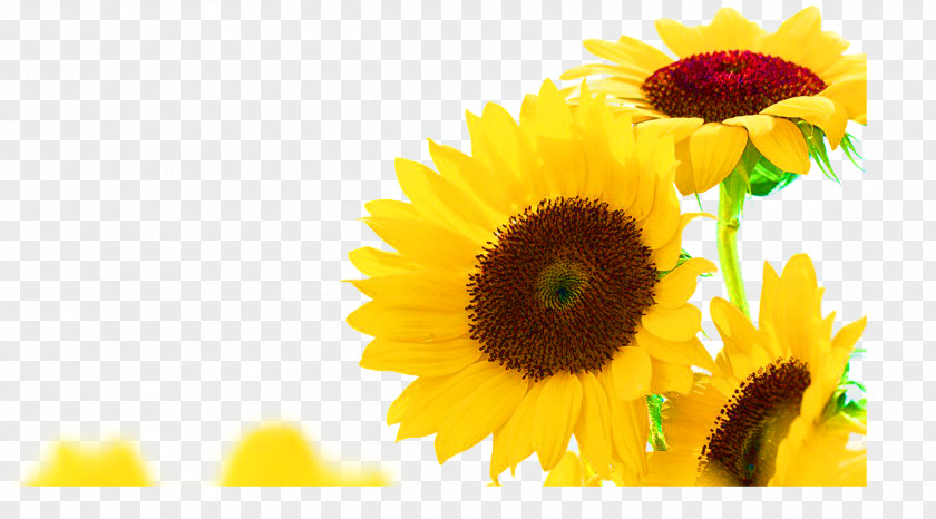 Beautiful Yellow Sunflowers Common Sunflower Jerusalem Artichoke Seed PNG
