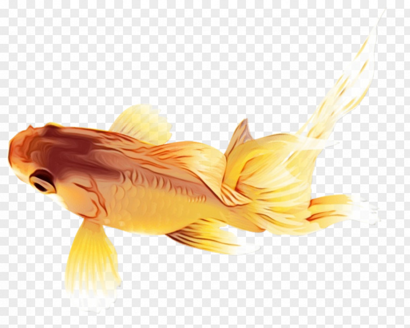 Bonyfish Koi Fish Goldfish Yellow Fin PNG