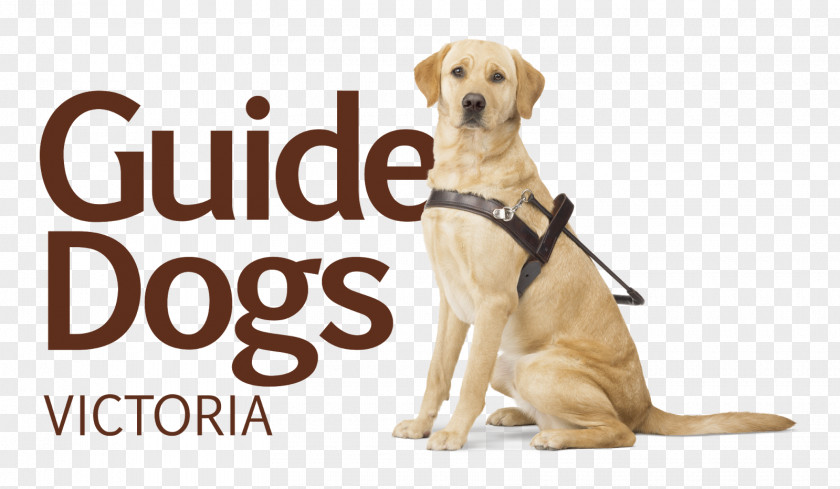Dog Guide Dogs Victoria Pet Insurance PNG