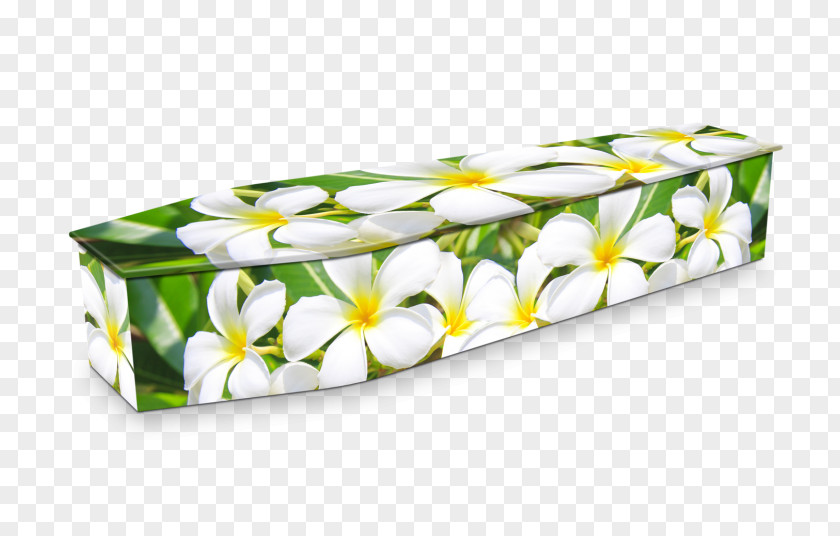 Flower Expression Coffins Funeral Frangipani PNG