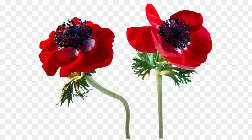 Flower Poppy Clip Art PNG