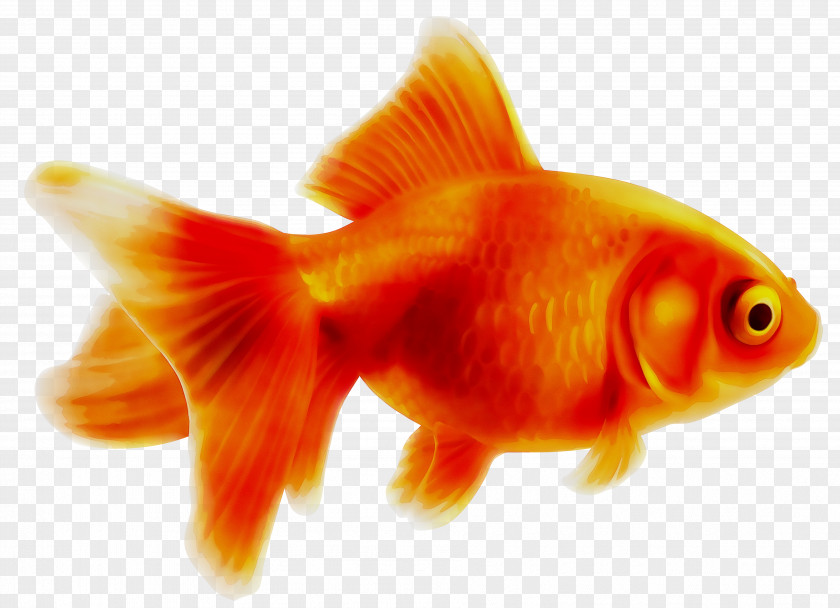 Goldfish Clip Art Vector Graphics Royalty-free PNG