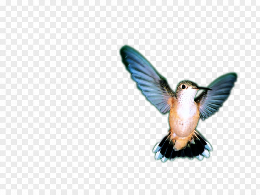 Hummer Bird Wing Feather Beak Fauna PNG