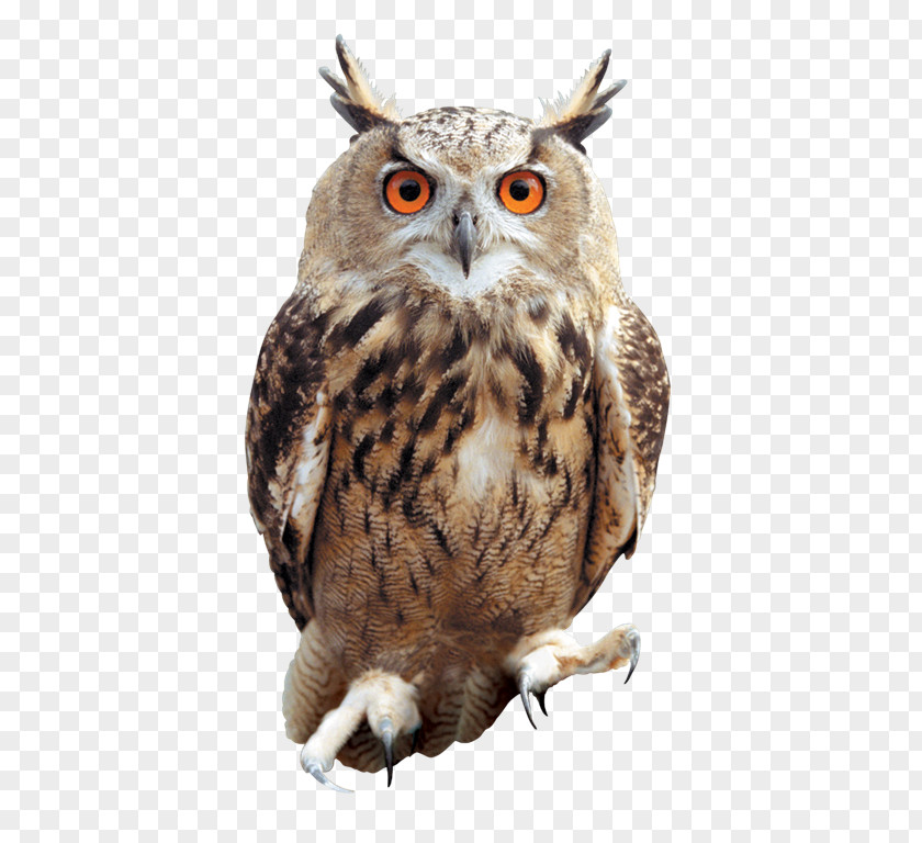 Owls PNG clipart PNG