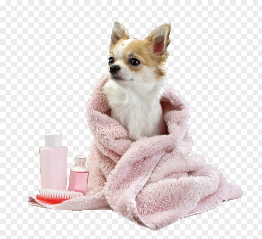 Puppy Pet Grooming Service Foxy Locks & Doggie Daycare Chihuahua Dog PNG