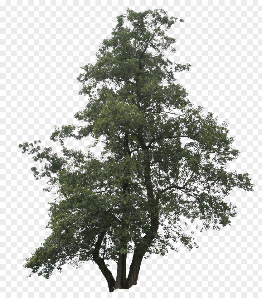 Tree Shrub Plant Pine PNG