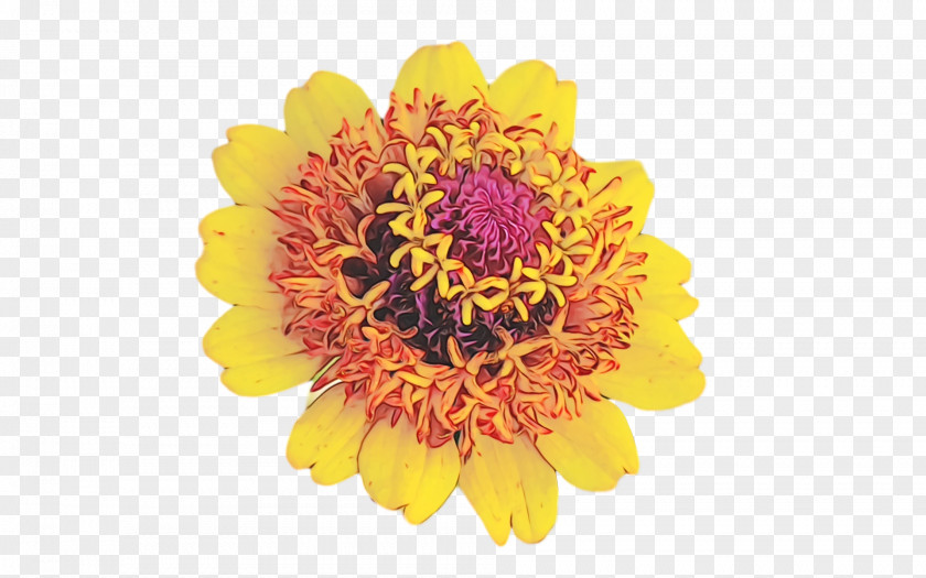 Chrysanthemum Cut Flowers Transvaal Daisy Petal Pollen PNG