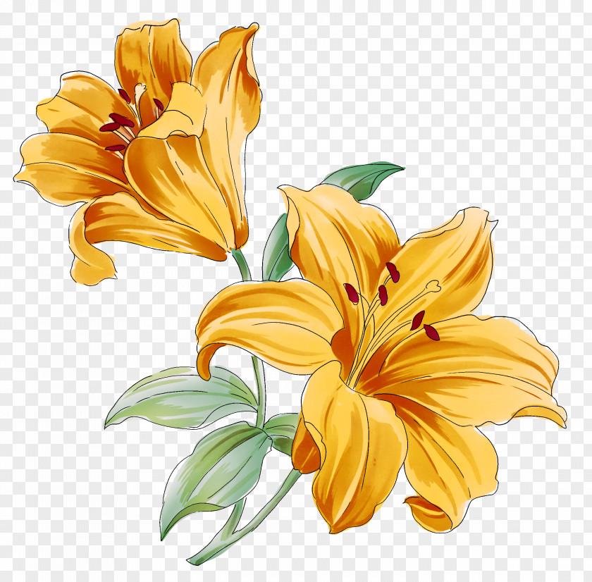 Flower Lilium Drawing PNG