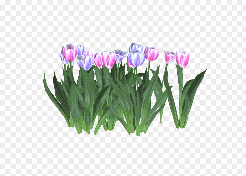 Planta Tulip Cut Flowers Flowerpot Crocus PNG