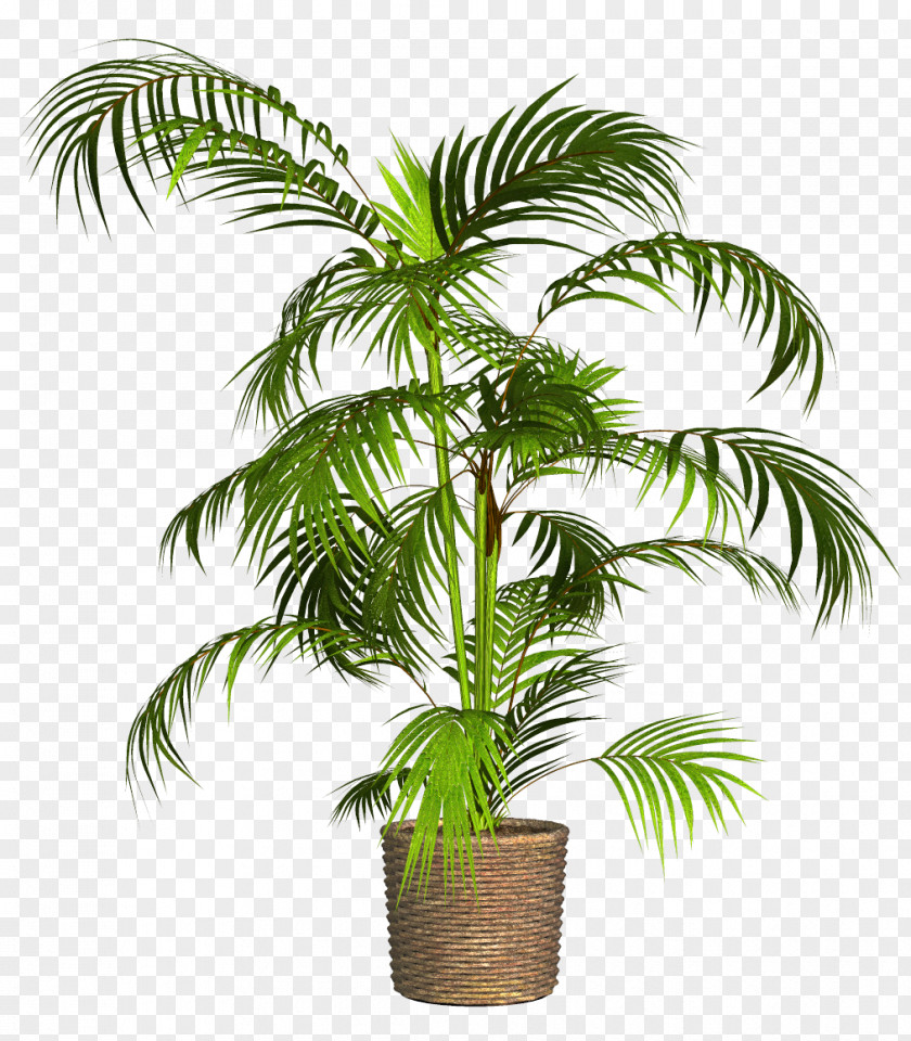 Plants Palm Trees Flowerpot PNG