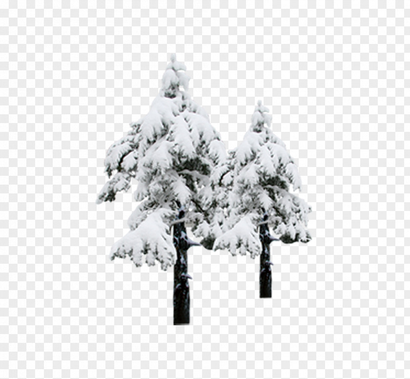 Snow Pine Winter PNG