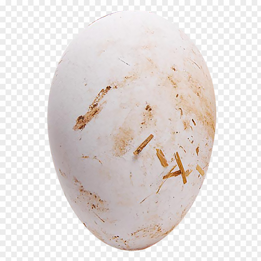 A Goose Domestic Egg Chicken PNG