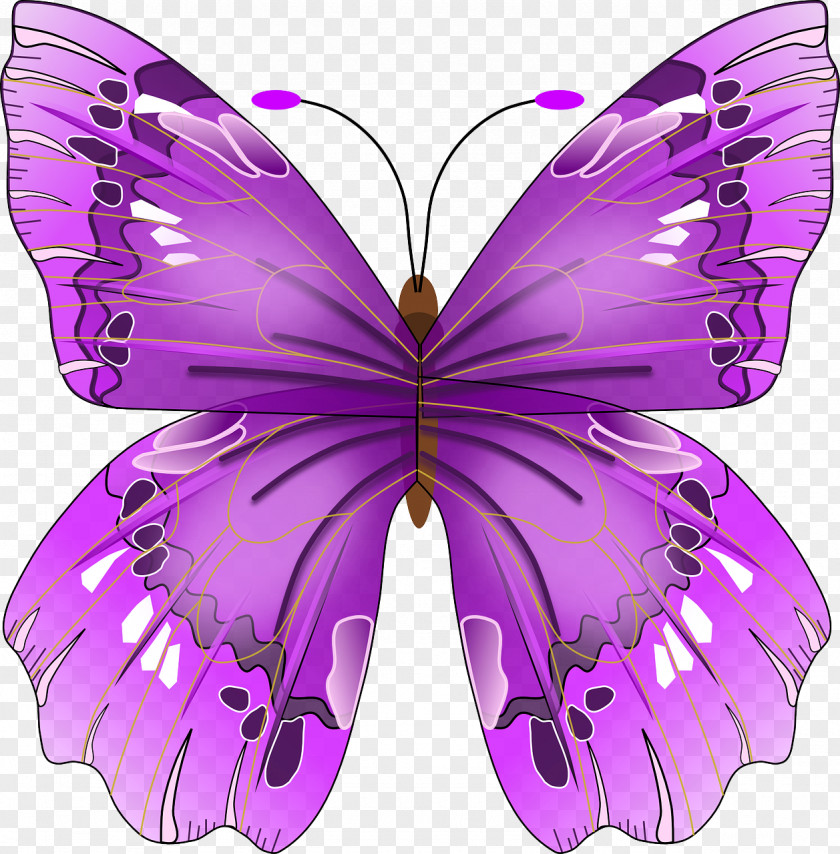 Butterfly Frame Insect Papilionoidea Clip Art PNG