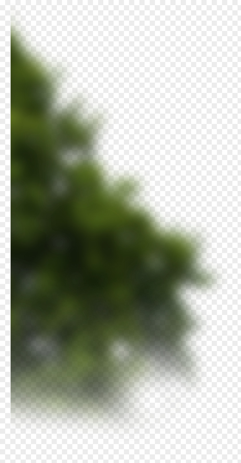 Leaf Fir Spruce Pine Vegetation Sunlight PNG