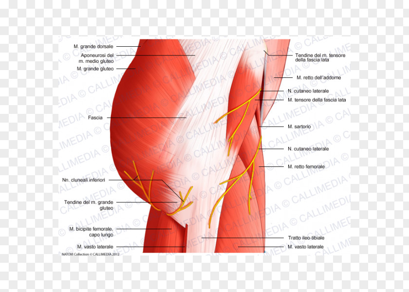 Muscles Of The Hip Muscular System Pelvis PNG