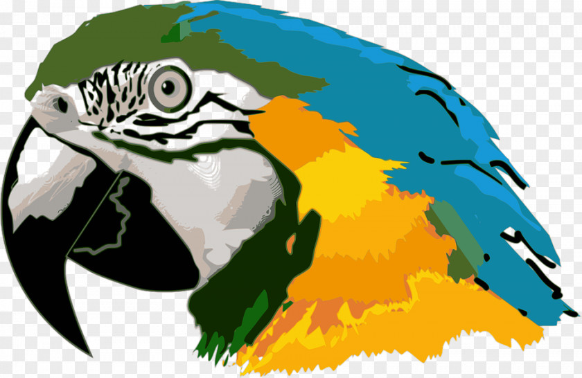 Parrot Bird Hyacinth Macaw Clip Art PNG