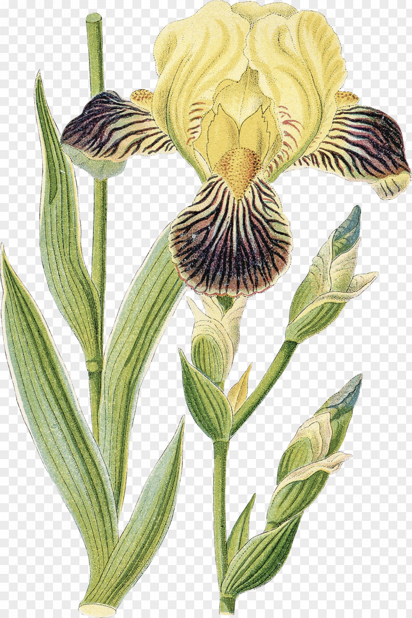 Watercolor Iris Orris Root Germanica Croatica Stock Photography PNG
