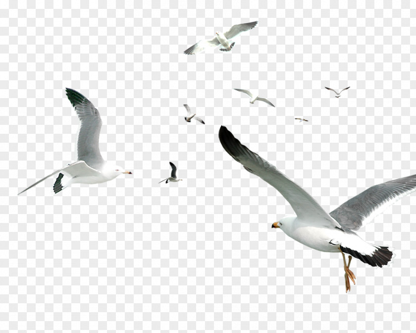 White Simple Seagull Flying Bird Decorative Pattern Gulls Flocks PNG