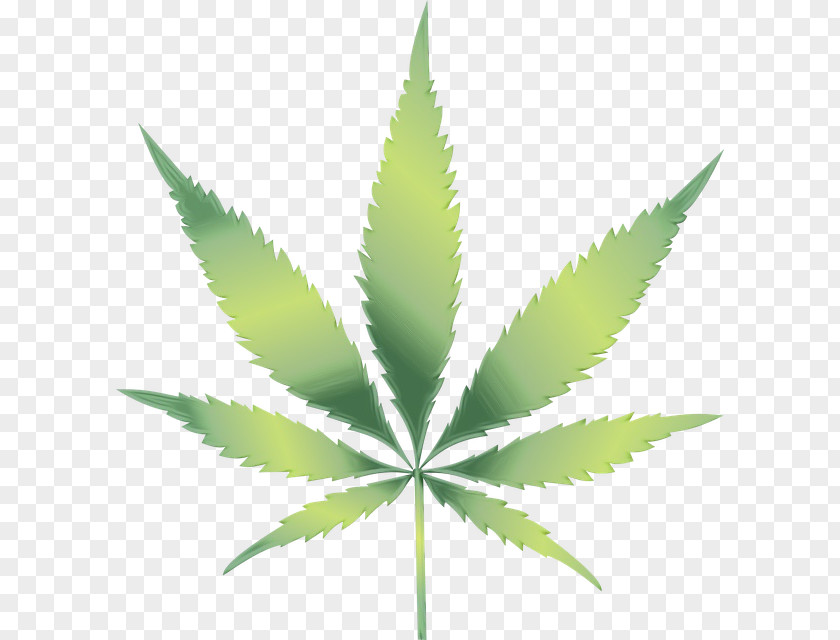 Cannabis Sativa Medical Kush Hashish PNG