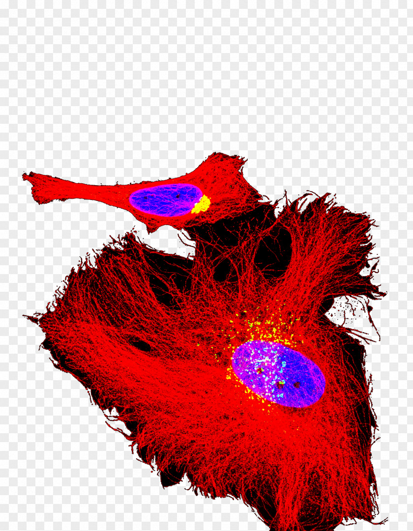 Feather PNG