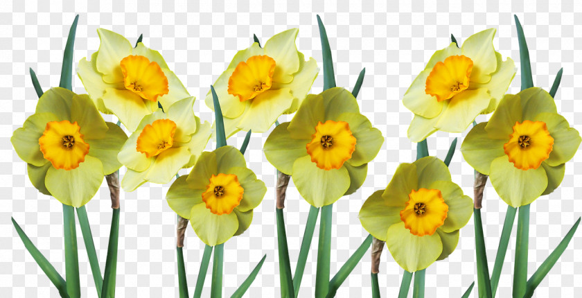 Floral Design PNG