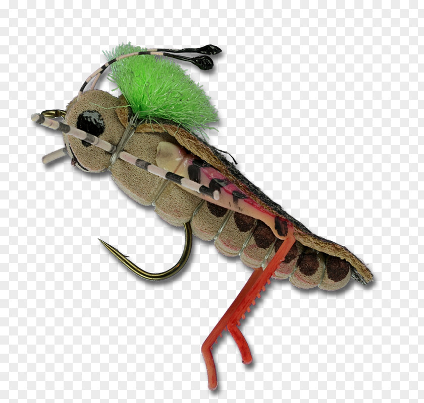 Insect PNG Insect, sexy Legs clipart PNG