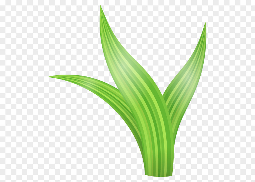 Illustration Weed Plants Grass Plant Stem PNG