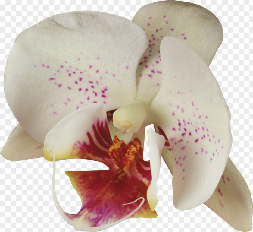 Orchid Moth Orchids Cattleya Plant PNG