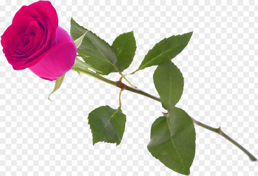 Rose Garden Roses Centifolia Rosa Chinensis Gallica Blue PNG