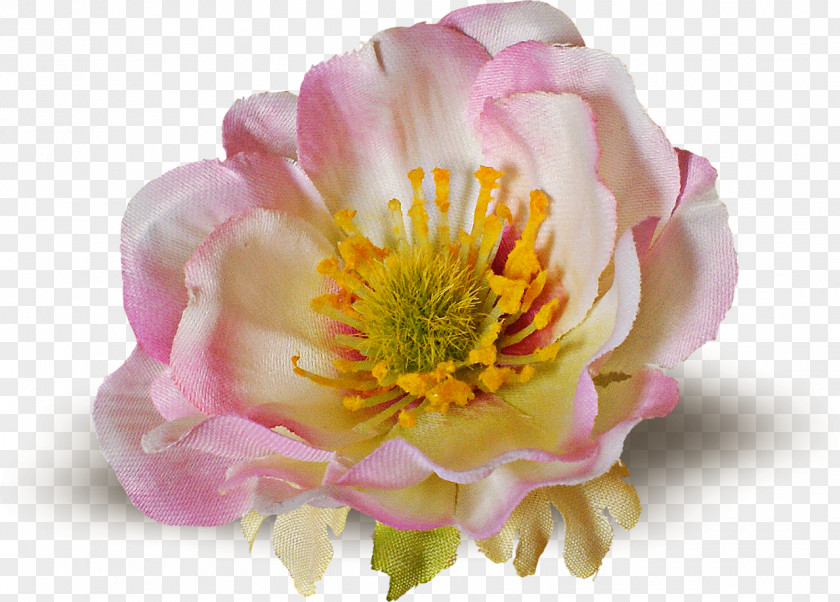 Thanks Giving Flowering Plant Petal Peony PNG