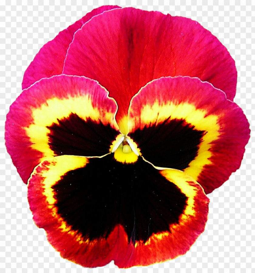 Vibrant Pansy Violet Annual Plant Red PNG
