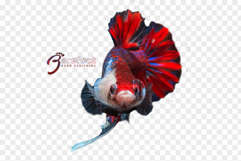 Betta Graphic Fish Beak Feather RED.M PNG
