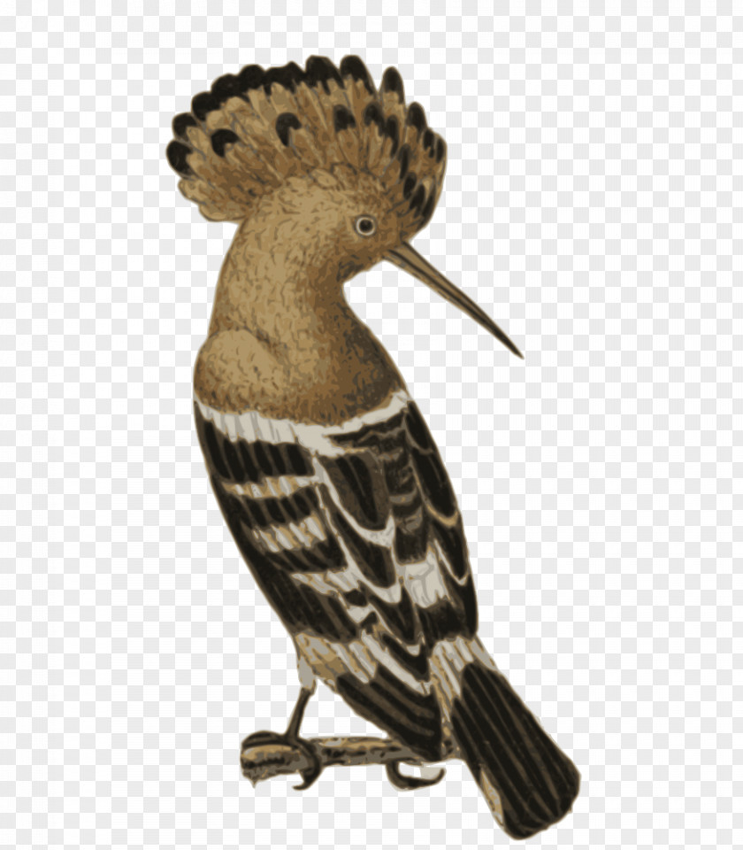 Bird African Hoopoe Beak PNG